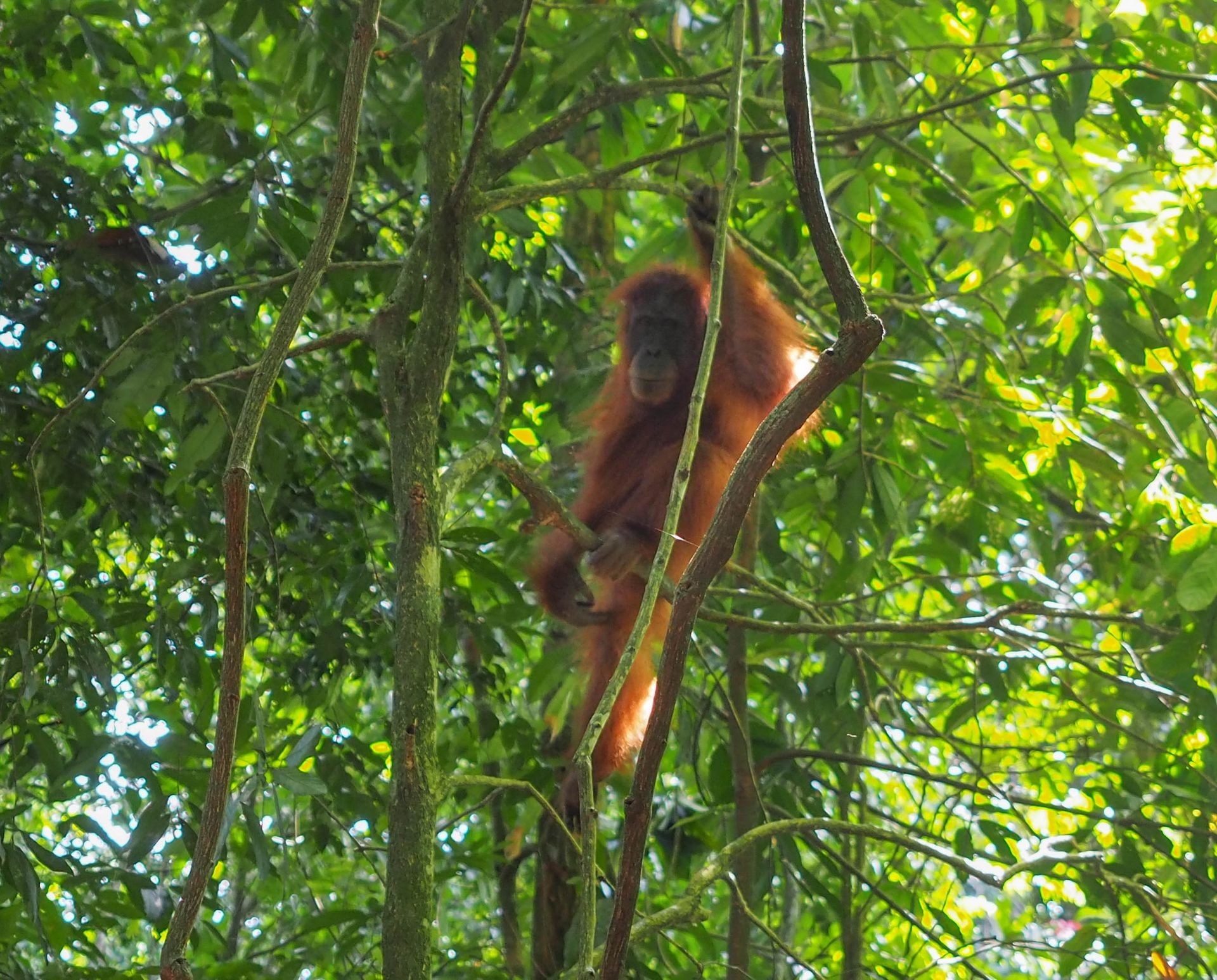 Things to do in Bukit Lawang Sumatra