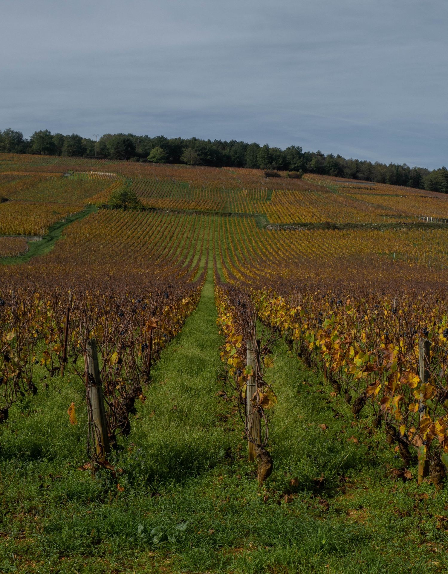 Vineyard with rows of grapevines and autumn foliage, under a cloudy sky.